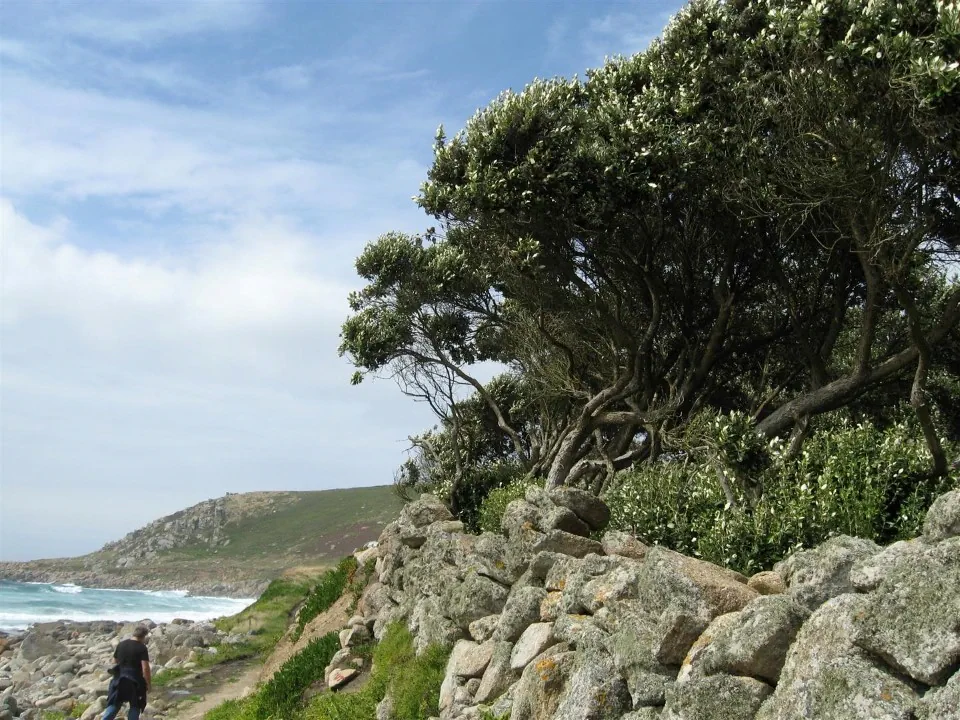 Day 3 lands end to cape cornwall gwynver beach ake ake type trees